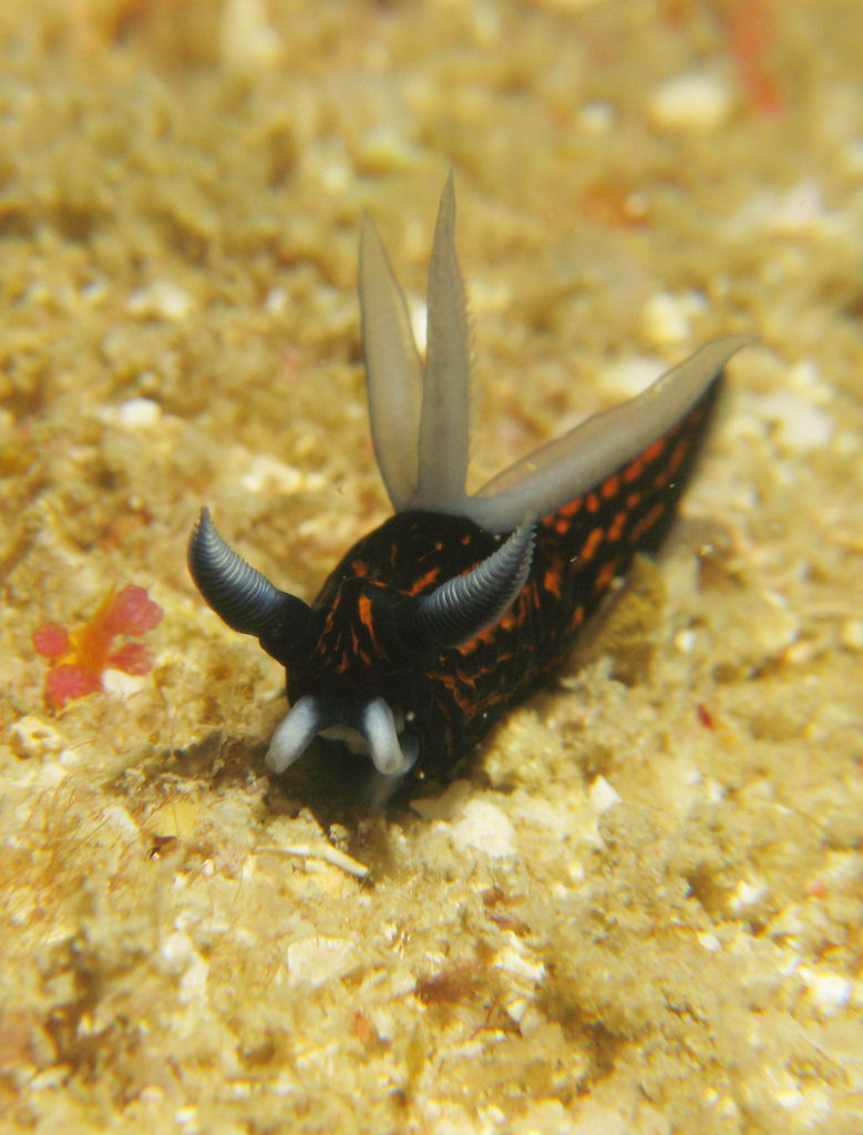 Roboastra gracilis